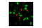 Cyclin Dependent Kinase 1 antibody, 4539S, Cell Signaling Technology, Immunocytochemistry image 