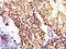 Tripartite Motif Containing 17 antibody, orb186249, Biorbyt, Immunohistochemistry paraffin image 