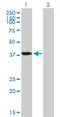 POU Class 4 Homeobox 3 antibody, H00005459-B01P, Novus Biologicals, Western Blot image 