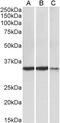 Lactate Dehydrogenase A antibody, LS-C305848, Lifespan Biosciences, Western Blot image 