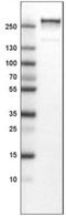 Von Willebrand Factor antibody, NBP2-34474, Novus Biologicals, Western Blot image 