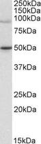 WRN Helicase Interacting Protein 1 antibody, GTX89707, GeneTex, Western Blot image 