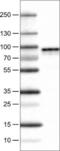 Metadherin antibody, NBP2-52929, Novus Biologicals, Western Blot image 