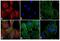 Rat IgG antibody, SA5-10029, Invitrogen Antibodies, Immunofluorescence image 