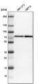 CTP Synthase 2 antibody, PA5-53606, Invitrogen Antibodies, Western Blot image 