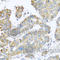 Synaptotagmin 4 antibody, A7737, ABclonal Technology, Immunohistochemistry paraffin image 