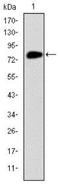 Minichromosome Maintenance Complex Component 2 antibody, NBP2-37566, Novus Biologicals, Western Blot image 