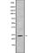 Mitochondrial Ribosomal Protein L43 antibody, abx216942, Abbexa, Western Blot image 