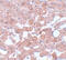 Cell Division Cycle 16 antibody, 5729, ProSci, Immunohistochemistry frozen image 