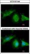 Heat Shock Protein Family A (Hsp70) Member 8 antibody, LS-C109332, Lifespan Biosciences, Immunofluorescence image 