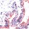 Occludin antibody, PA5-32524, Invitrogen Antibodies, Immunohistochemistry frozen image 