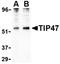 Perilipin 3 antibody, orb74746, Biorbyt, Western Blot image 