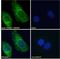 VPS35 Retromer Complex Component antibody, LS-B5909, Lifespan Biosciences, Immunofluorescence image 
