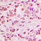 NFKB Inhibitor Alpha antibody, LS-C352583, Lifespan Biosciences, Immunohistochemistry frozen image 