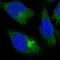 Protein Phosphatase 4 Regulatory Subunit 4 antibody, PA5-59762, Invitrogen Antibodies, Immunofluorescence image 