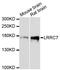 Leucine Rich Repeat Containing 7 antibody, A13114, ABclonal Technology, Western Blot image 