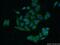 Heterogeneous Nuclear Ribonucleoprotein H3 antibody, 17674-1-AP, Proteintech Group, Immunofluorescence image 