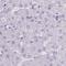 Golgin A6 Family Member B antibody, NBP2-33588, Novus Biologicals, Immunohistochemistry paraffin image 