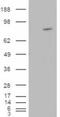 Rho guanine nucleotide exchange factor 4 antibody, EB06107, Everest Biotech, Western Blot image 