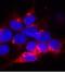 HA tag antibody, NB600-362, Novus Biologicals, Immunofluorescence image 