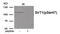 Sirtuin 1 antibody, 79-978, ProSci, Western Blot image 