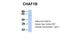 Chromatin Assembly Factor 1 Subunit B antibody, PA5-69388, Invitrogen Antibodies, Western Blot image 