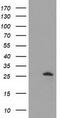 Adenylate Kinase 3 antibody, TA501863, Origene, Western Blot image 