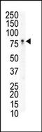 EPH Receptor B3 antibody, AP14299PU-N, Origene, Western Blot image 