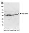 Casein kinase II subunit alpha antibody, 13028, QED Bioscience, Immunohistochemistry paraffin image 