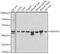 DnaJ Heat Shock Protein Family (Hsp40) Member A3 antibody, 22-642, ProSci, Western Blot image 