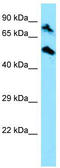 DNA topoisomerase I, mitochondrial antibody, TA331301, Origene, Western Blot image 