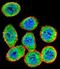 Inhibitor Of Nuclear Factor Kappa B Kinase Subunit Beta antibody, abx033879, Abbexa, Western Blot image 