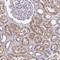 Eukaryotic Translation Initiation Factor 4E Binding Protein 3 antibody, NBP1-91867, Novus Biologicals, Immunohistochemistry frozen image 