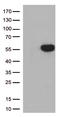 Tripartite Motif Containing 44 antibody, TA505560BM, Origene, Western Blot image 