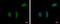 Regulation Of Nuclear Pre-MRNA Domain Containing 1B antibody, GTX119969, GeneTex, Immunocytochemistry image 