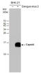 Dengue virus antibody, GTX103343, GeneTex, Western Blot image 