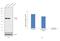 SMAD2 antibody, PA5-29237, Invitrogen Antibodies, Western Blot image 