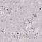 RUN Domain Containing 3A antibody, NBP2-68906, Novus Biologicals, Immunohistochemistry frozen image 