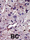 Cytidine/Uridine Monophosphate Kinase 1 antibody, abx033890, Abbexa, Immunohistochemistry frozen image 