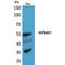 HSPB1 Associated Protein 1 antibody, LS-C386895, Lifespan Biosciences, Western Blot image 