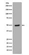 GATA Binding Protein 3 antibody, P00593, Boster Biological Technology, Western Blot image 