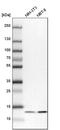 Ubiquinol-Cytochrome C Reductase Binding Protein antibody, PA5-60223, Invitrogen Antibodies, Western Blot image 