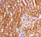 Toll Like Receptor Adaptor Molecule 2 antibody, 3299, ProSci, Immunohistochemistry paraffin image 