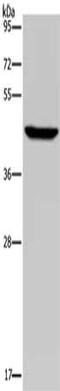 Decaprenyl Diphosphate Synthase Subunit 2 antibody, CSB-PA445627, Cusabio, Western Blot image 