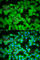 S100 Calcium Binding Protein A12 antibody, A5328, ABclonal Technology, Immunofluorescence image 