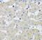 Coactosin-like protein antibody, FNab01888, FineTest, Immunohistochemistry frozen image 
