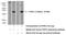 Glycosyltransferase Like Domain Containing 1 antibody, 16666-1-AP, Proteintech Group, Western Blot image 