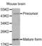 Bone Morphogenetic Protein 7 antibody, abx000832, Abbexa, Western Blot image 