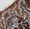 Ezrin antibody, NBP2-36759, Novus Biologicals, Immunohistochemistry frozen image 