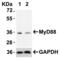 MYD88 Innate Immune Signal Transduction Adaptor antibody, 2125, ProSci, Immunoprecipitation image 